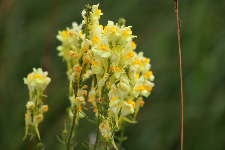 Льнянка обыкновенная (Linaria vulgaris Mill.).