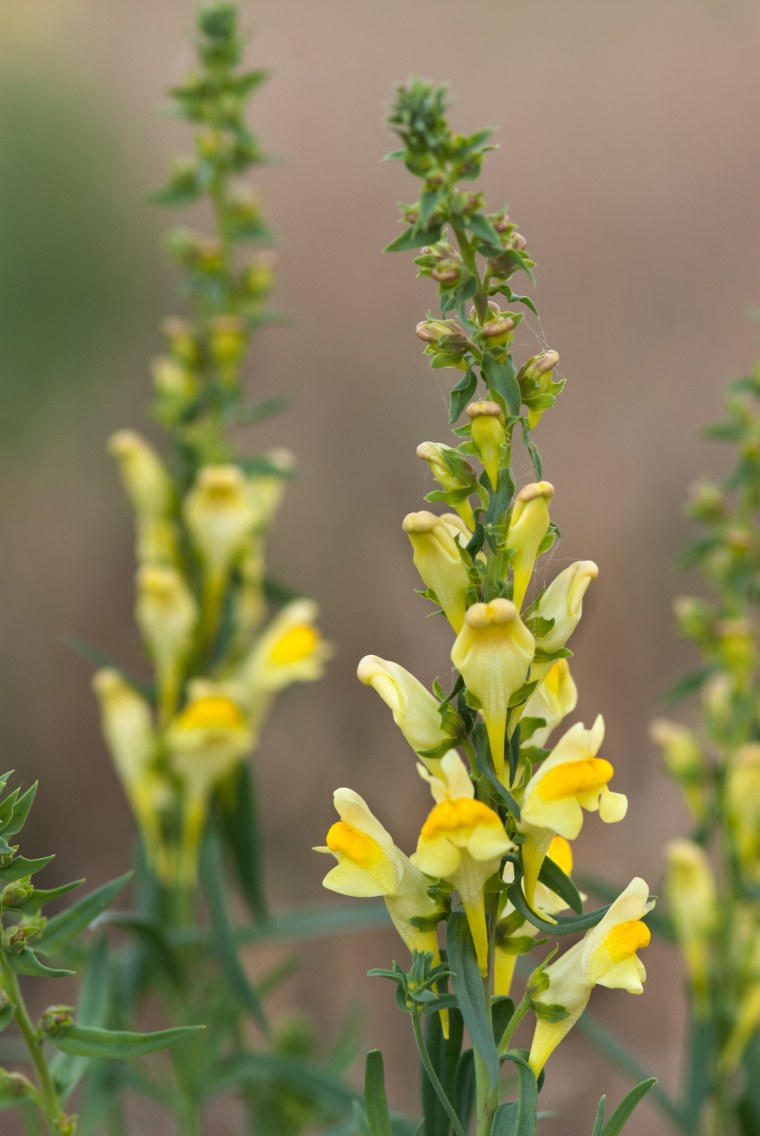 Льнянка львиный зев