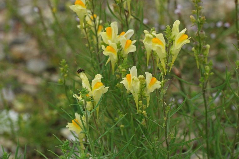 Льнянка обыкновенная