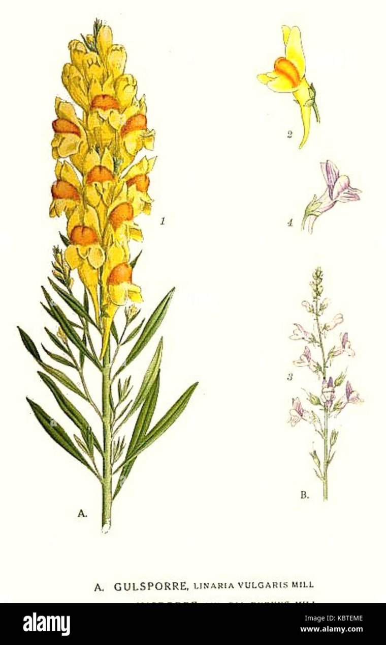 Льнянка обыкновенная строение