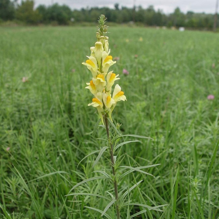 Льнянка обыкновенная Linaria vulgaris