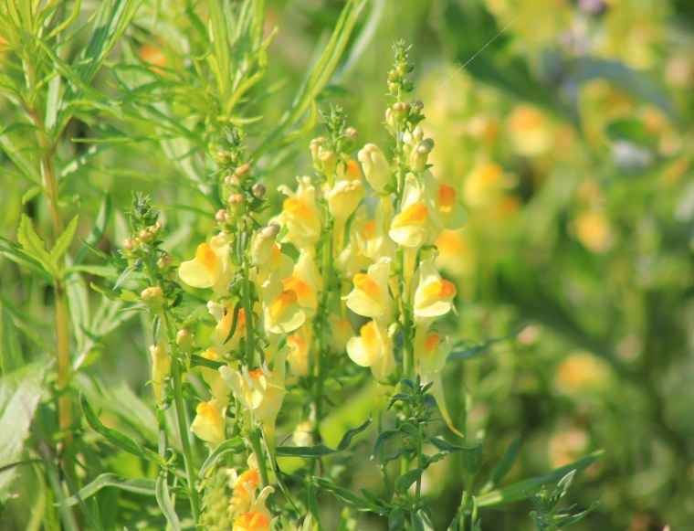 Стебель льнянки голый