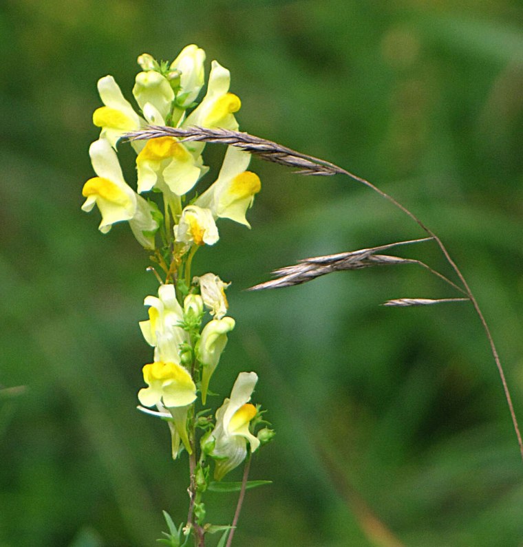 Льнянка обыкновенная Linaria vulgaris