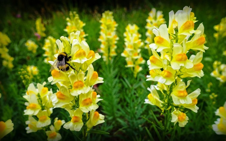 Льнянка обыкновенная Linaria vulgaris