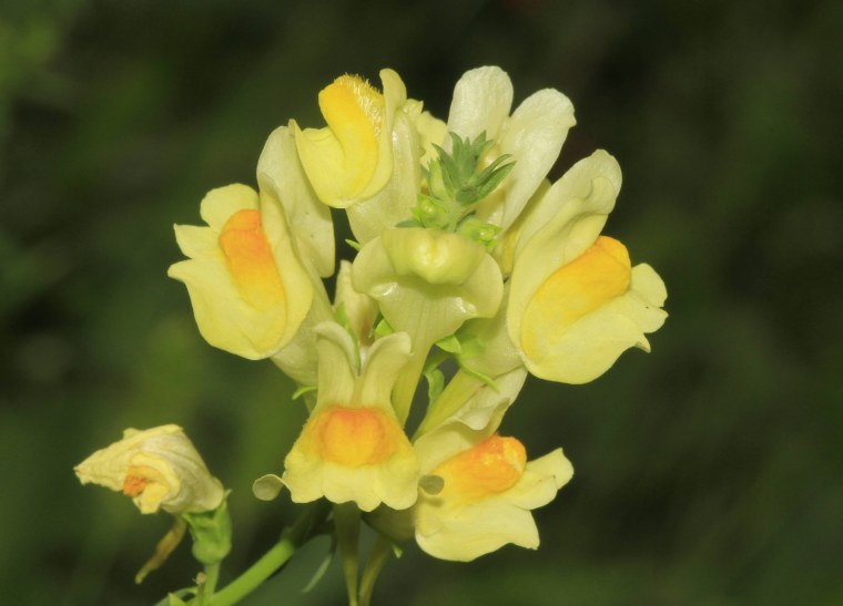 Льнянка обыкновенная (Linaria vulgaris Mill.).