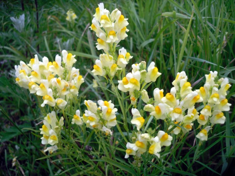 Льнянка обыкновенная