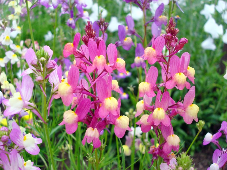 Льнянка Марокканская