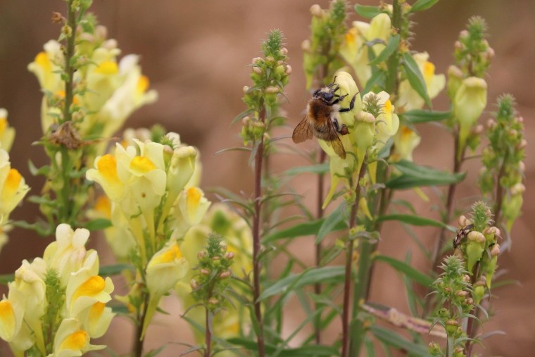Льнянка обыкновенная (Linaria vulgaris) цветок