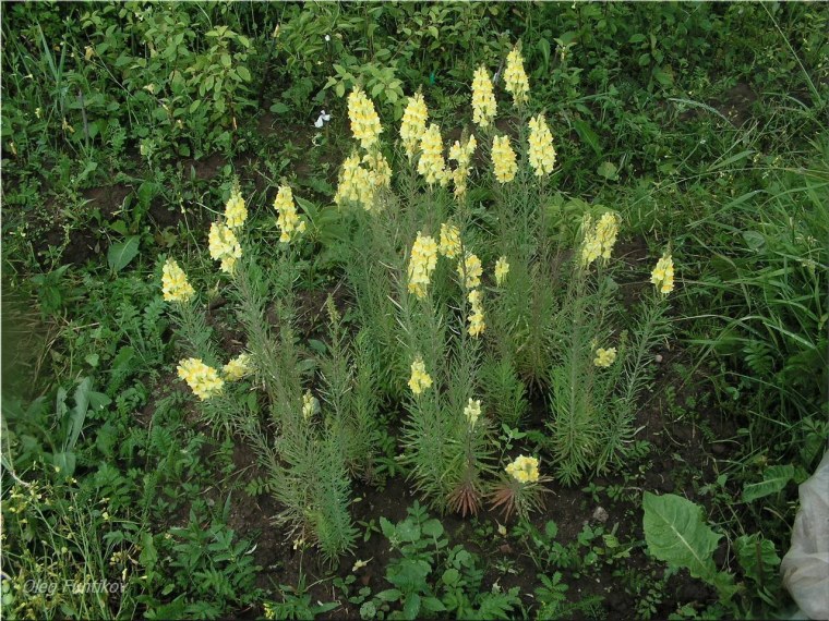 Льнянка лекарственное растение