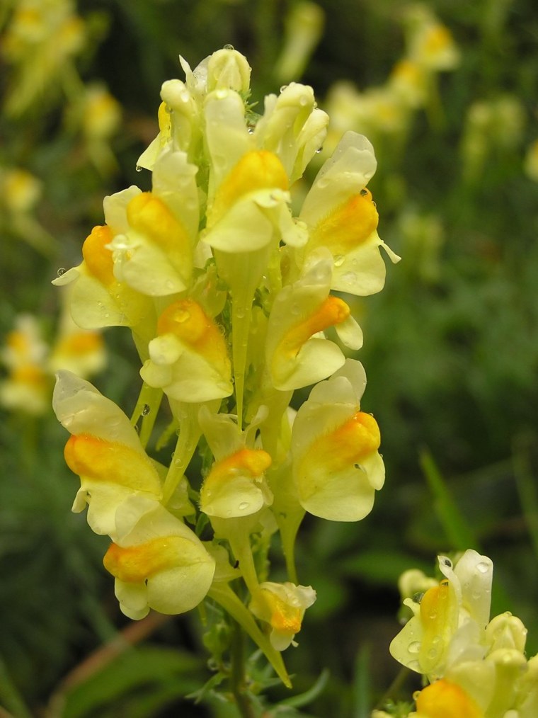 Льнянка обыкновенная