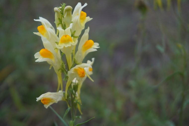 Льнянка обыкновенная (Linaria vulgaris Mill.).