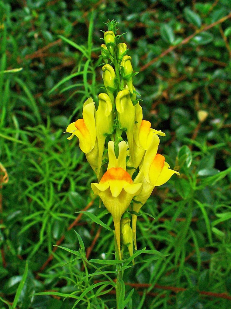 Льнянка обыкновенная (Linaria vulgaris Mill.).