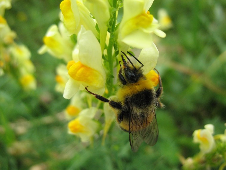 Льнянка львиный зев