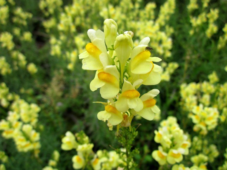 Льнянка Лезеля Куршская коса