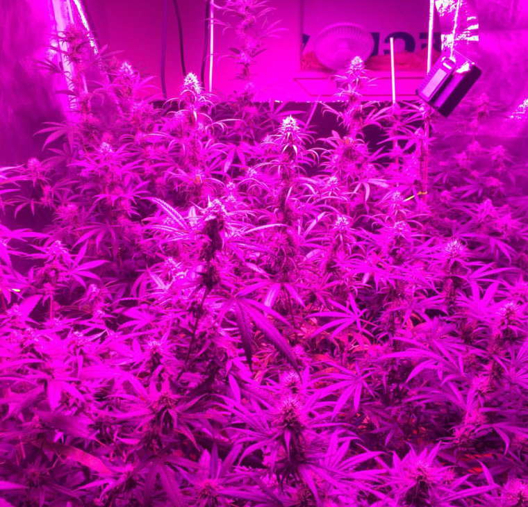 Розовый неон