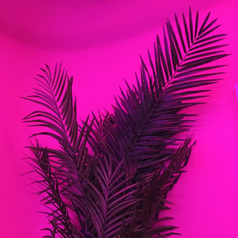 Неоновый папоротник
