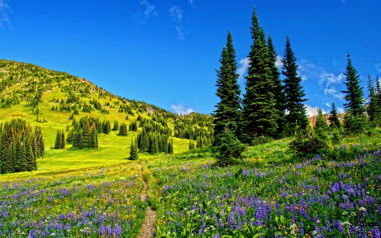 Красивый луг