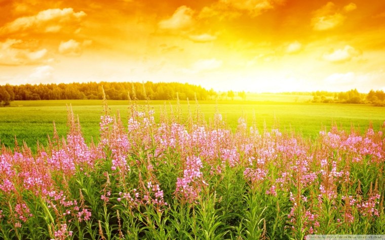 Цветущее поле