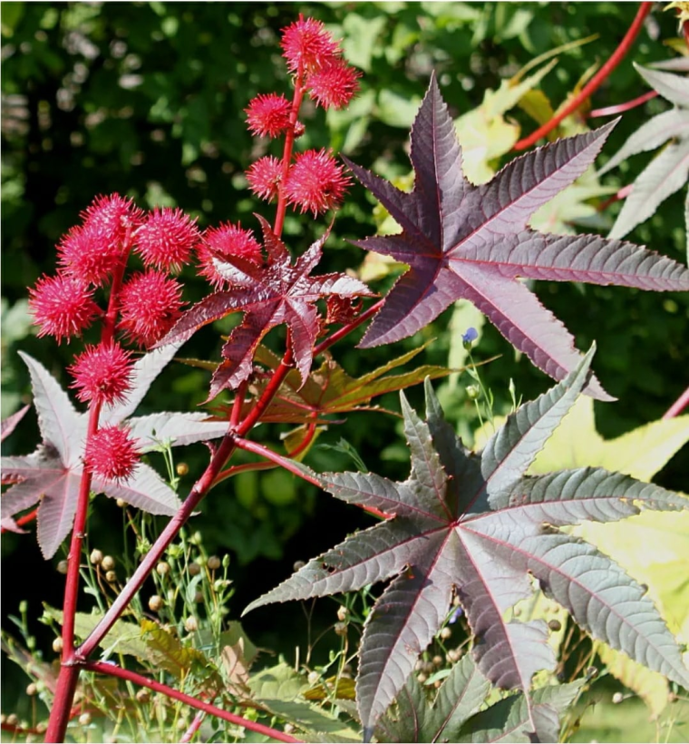 Клещевина обыкновенная (Ricinus communis)