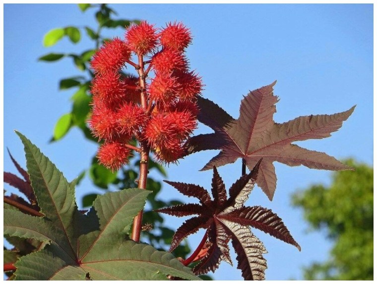 Клещевина Ricinus communis