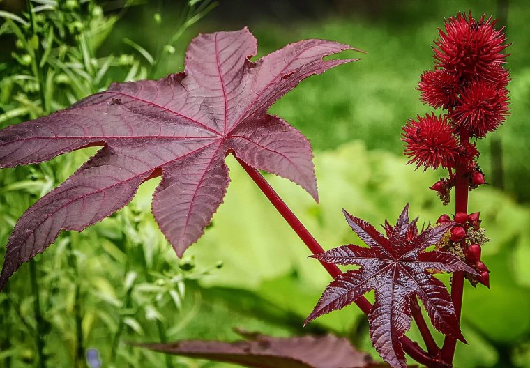 Клещевина (Ricinus)