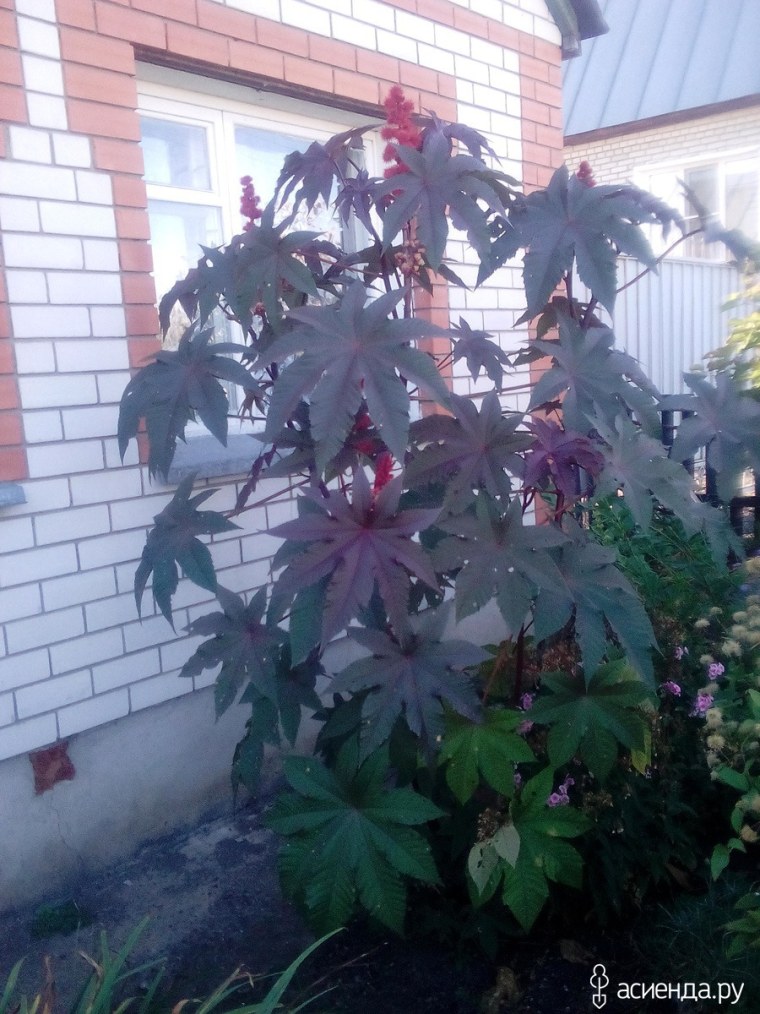 Клещевина Северная Пальма