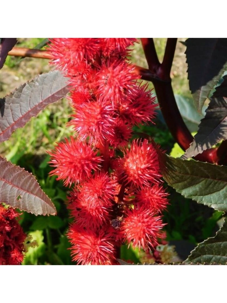 Клещевина Гибсона