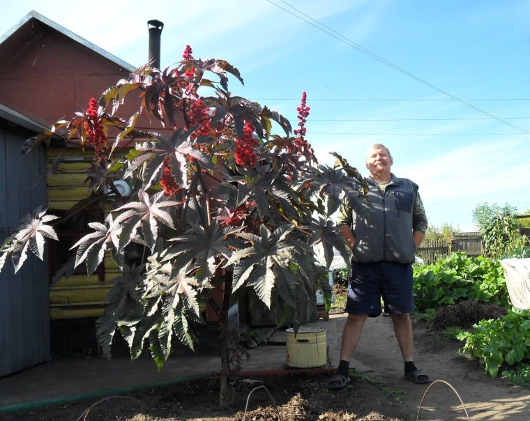 Сибирская Пальма клещевина