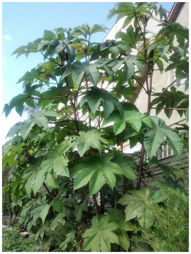 Клещевина Северная Пальма