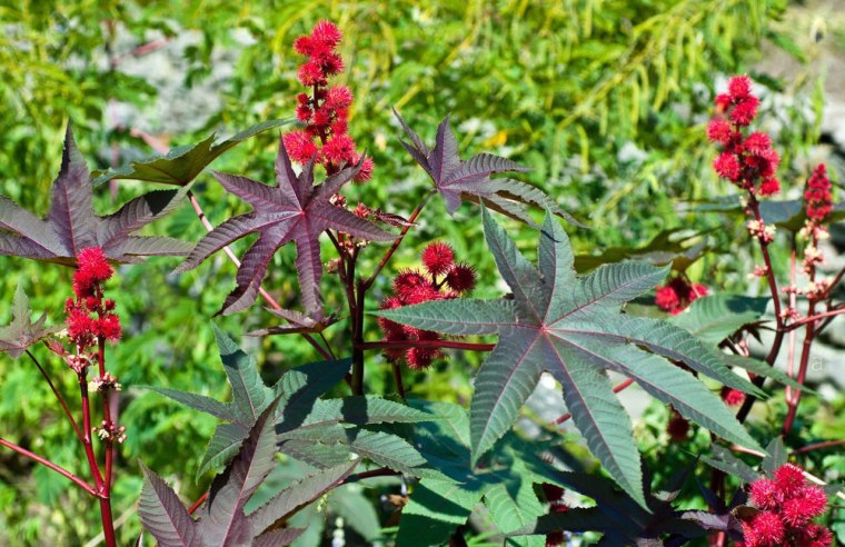 Клещевина Ricinus communis