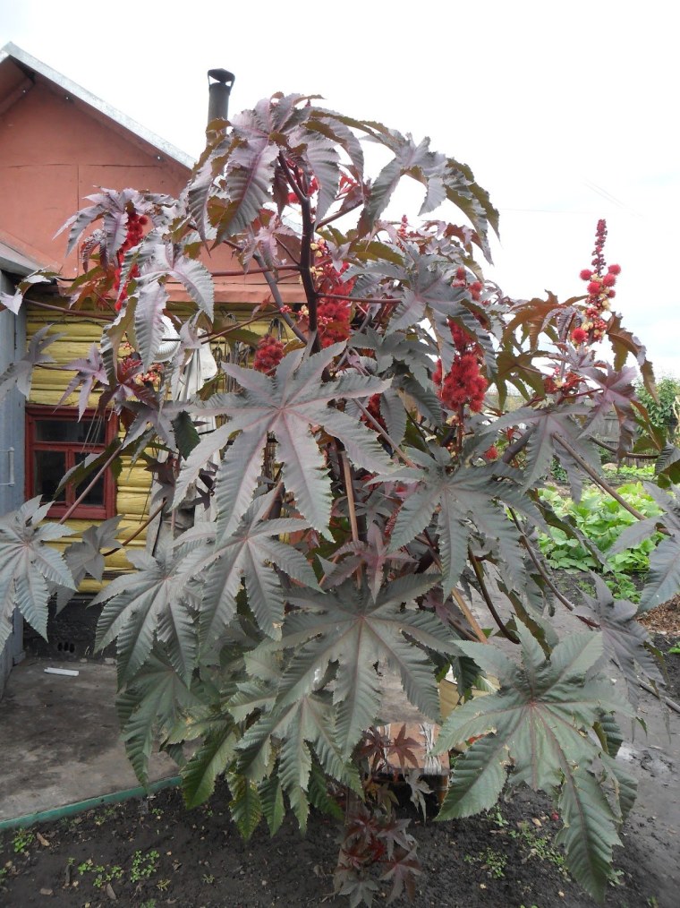 Клещевина Импала