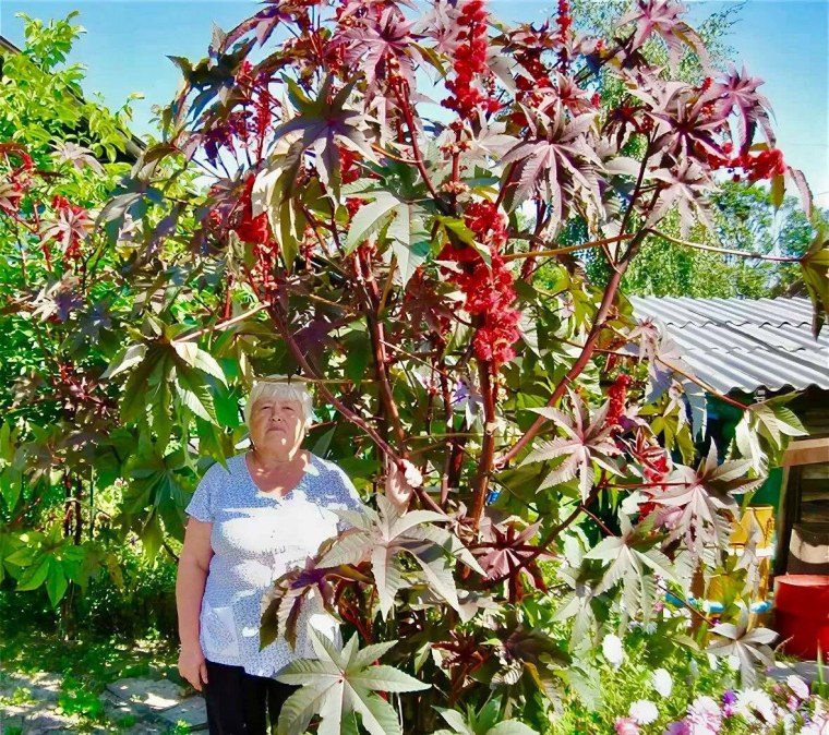 Пальма Садовая клещевина