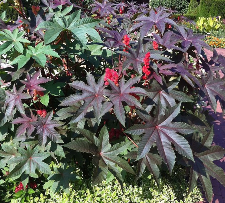 Клещевина Ricinus communis