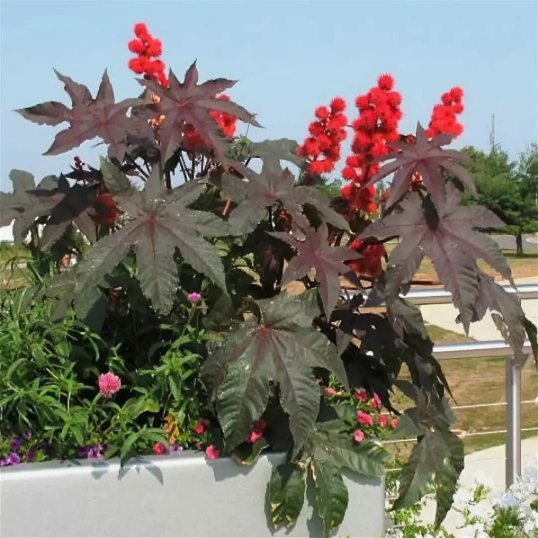 Клещевина Импала