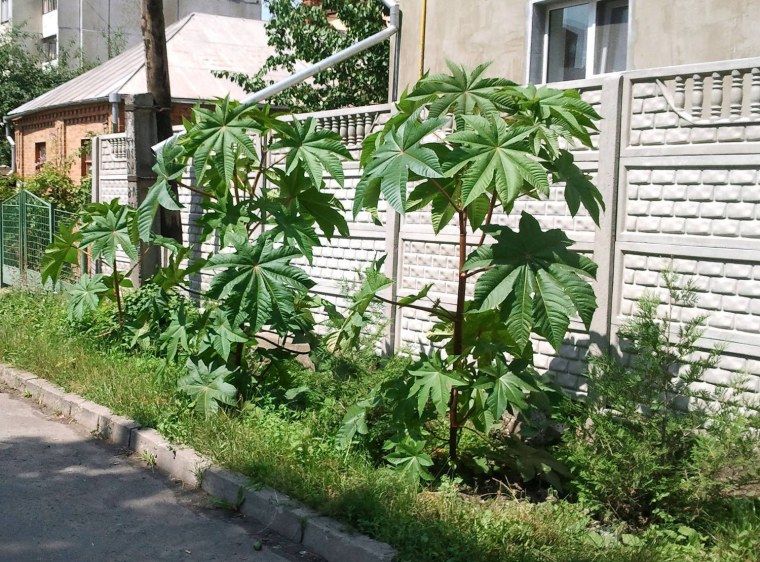 Клещевина обыкновенная Занзибар Грин