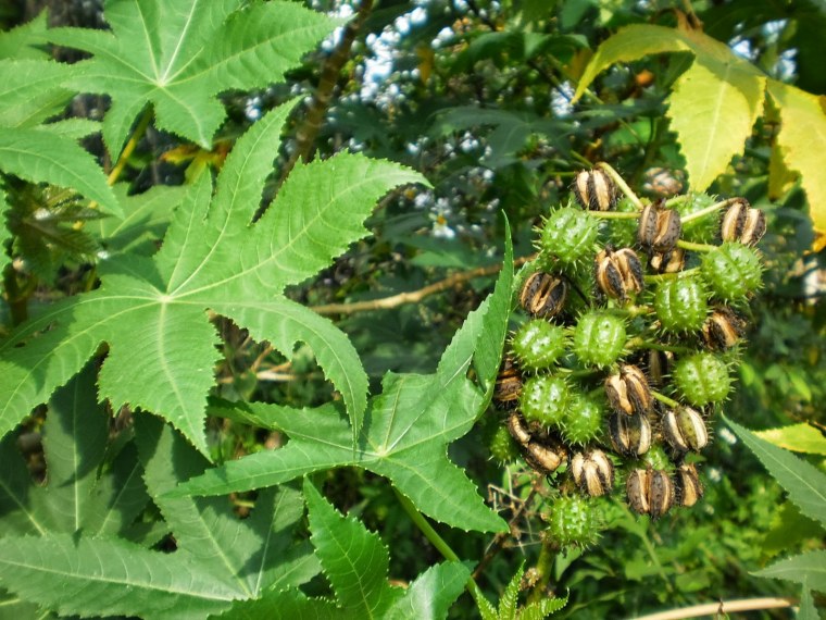 Клещевина обыкновенная плоды