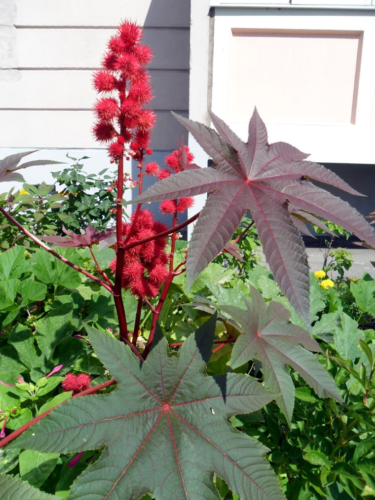 Клещевина занзибарская