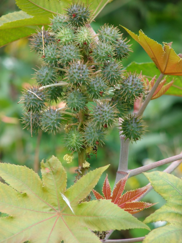Клещевина занзибарская