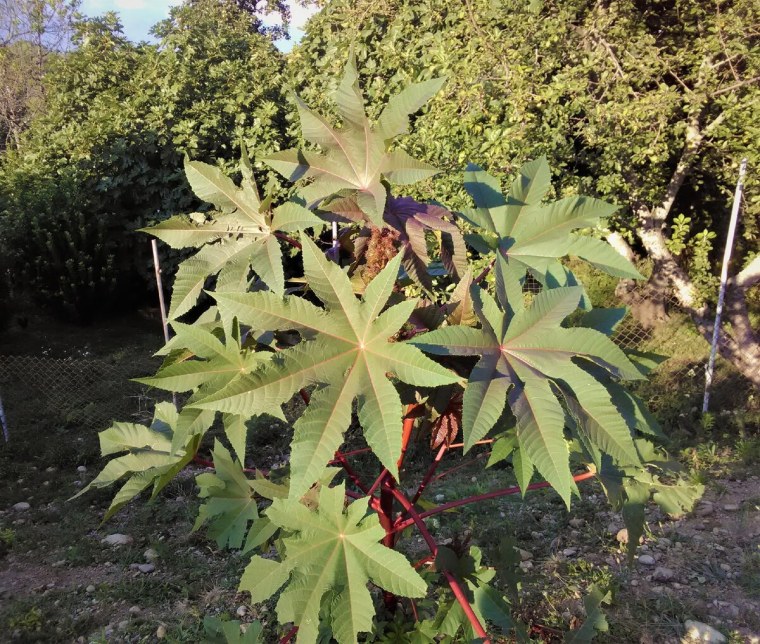 Клещевина обыкновенная Занзибар Грин