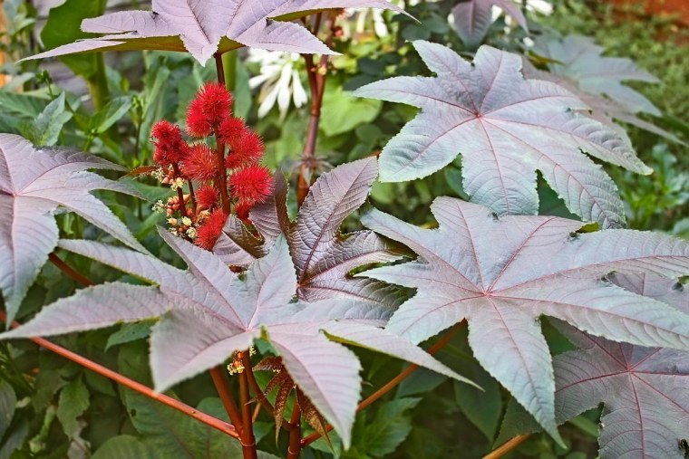 Клещевина (Ricinus)