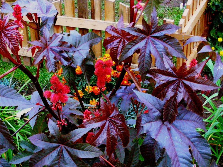 Клещевина Гибсона