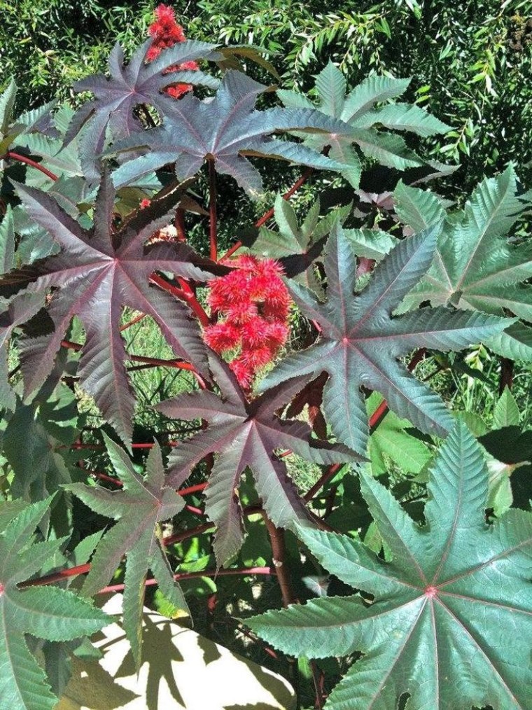 Клещевина Занзибар Грин