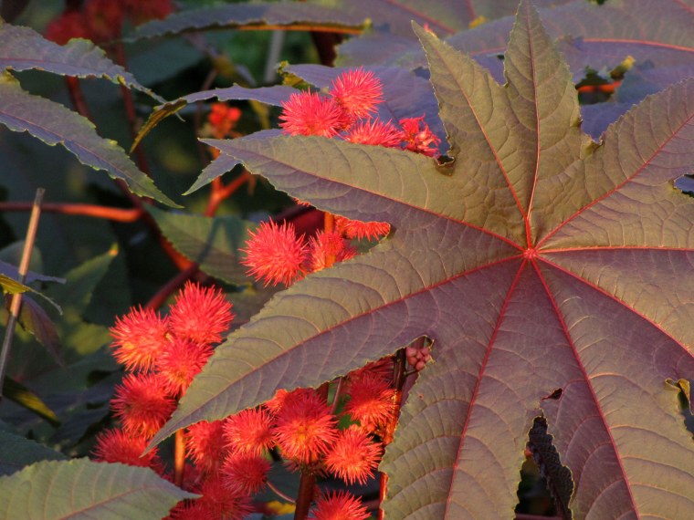 Клещевина (Ricinus)