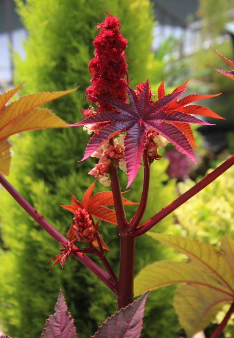 Клещевина (Ricinus)