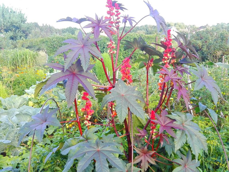 Клещевина обыкновенная (Ricinus communis l)