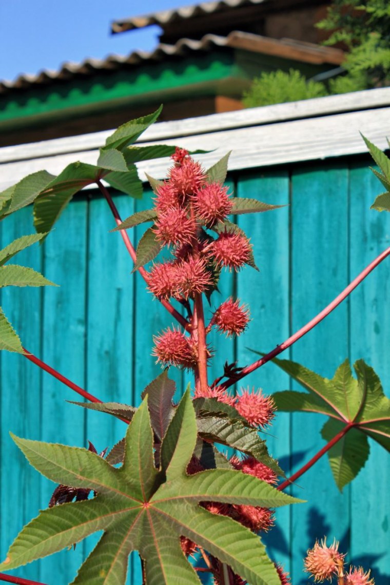 Клещевина Северная Пальма