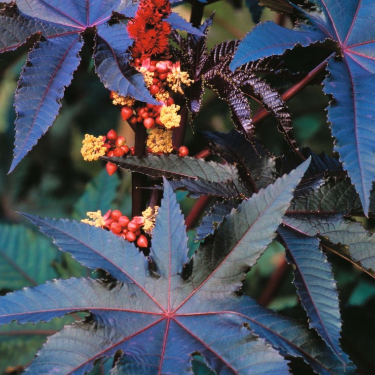 Клещевина Ricinus communis
