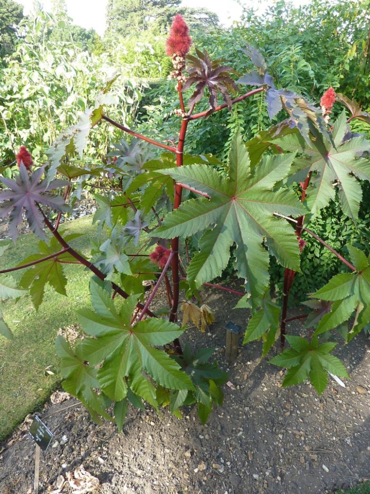 Клещевина Ricinus communis