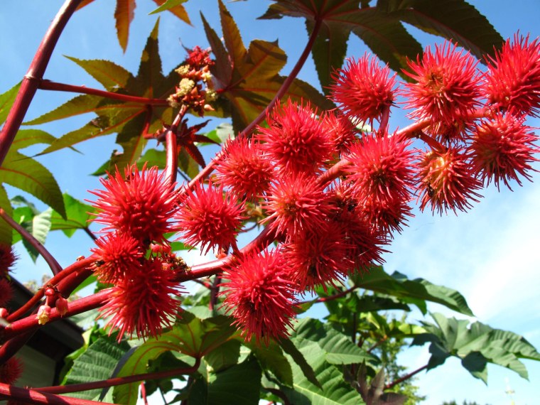 Клещевина Ricinus communis