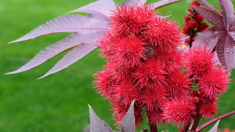 Клещевина Ricinus communis